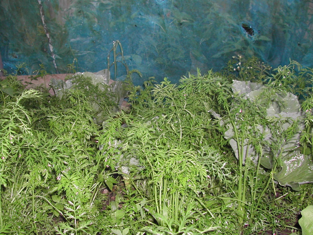 CENOURA EM TEIA AZUL IRRADIANTE TRATADA COM MANYA-ALTO TEOR DE BETACAROTENO, MAIS SABOR E MAIS FRAGRNCIA. - ST/CG/AM,PQR-RMCTBA-PR-BR,2011.